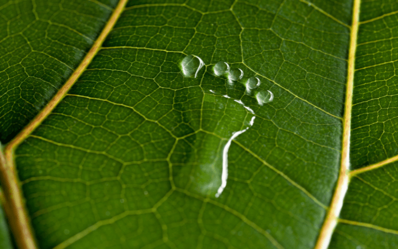 A graphic of a footprint made of water on a green leaf.